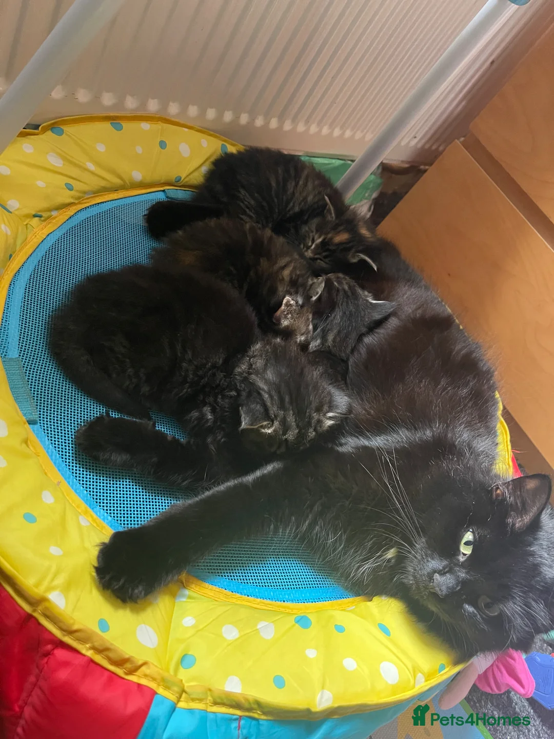 Mixed Breed cats for sale: Absolutely gorgeous Maine coon x kitten. - Advert 2