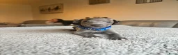 Italian Greyhound dogs for sale: KC REG ITALIAN GREYHOUNDS BLUE PUPS FOR NEW HOMES - Advert 5