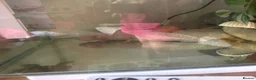 Axolotl reptiles for sale: 6 year old female axolotl  - Advert 2