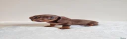 Miniature Dachshund dogs for sale: Beautiful Miniature Dachshund Puppies  - Advert 12