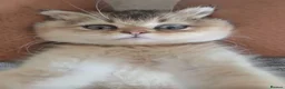 Scottish Fold cats for sale: Scottish fold in Nottingham - Advert 4