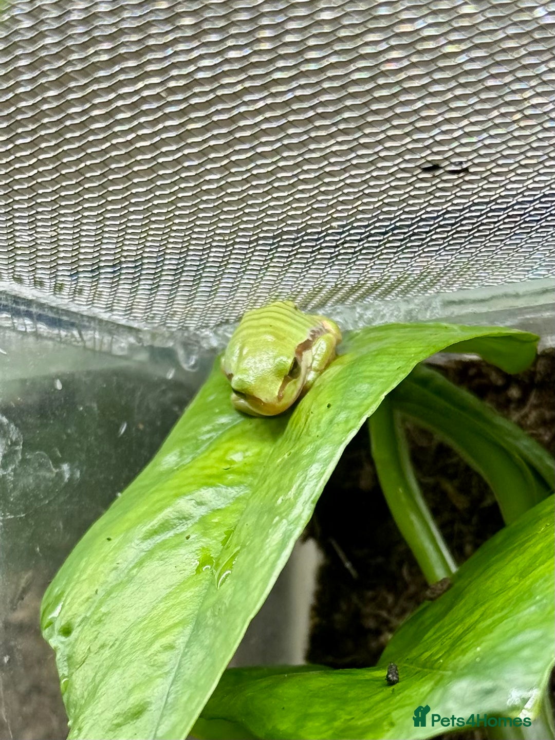 Frog reptiles for sale: European Tree Frogs - Image 3
