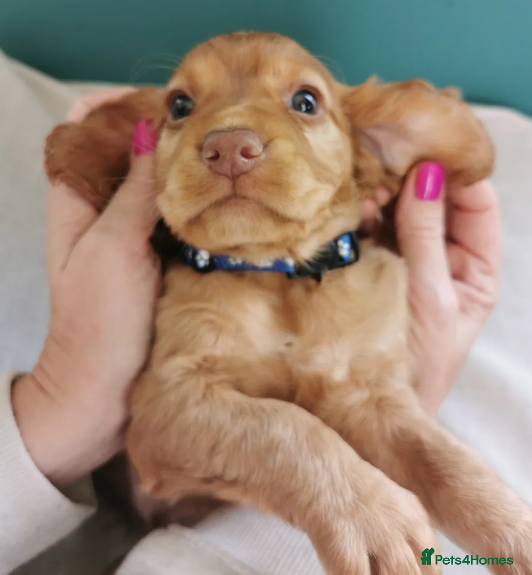 Cocker Spaniel dogs for sale: FTCH Pedigree Working Cocker Spaniels  - Advert 30