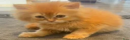 Persian cats for sale: Fluffy Persian kittens 🐱3 left - Advert 6
