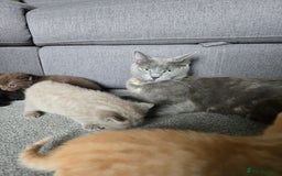 Norwegian Forest Cat cats for sale: Nfc/bsh beautiful mix  - Image 3