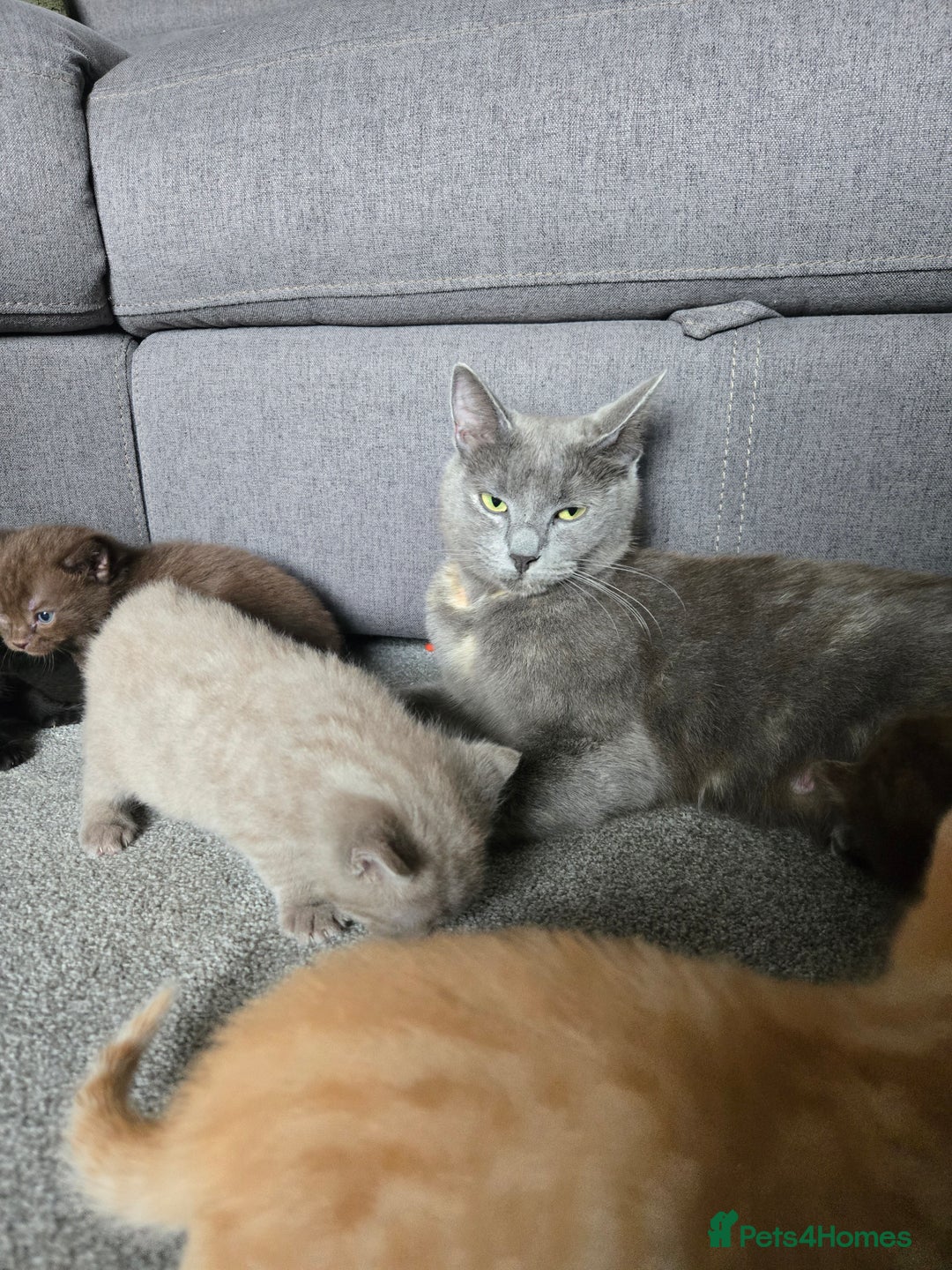 Norwegian Forest Cat cats for sale: Nfc/bsh beautiful mix  - Image 3