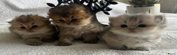 Scottish Fold cats for sale: Pedigree cutest SFLH kittens   - Advert 4