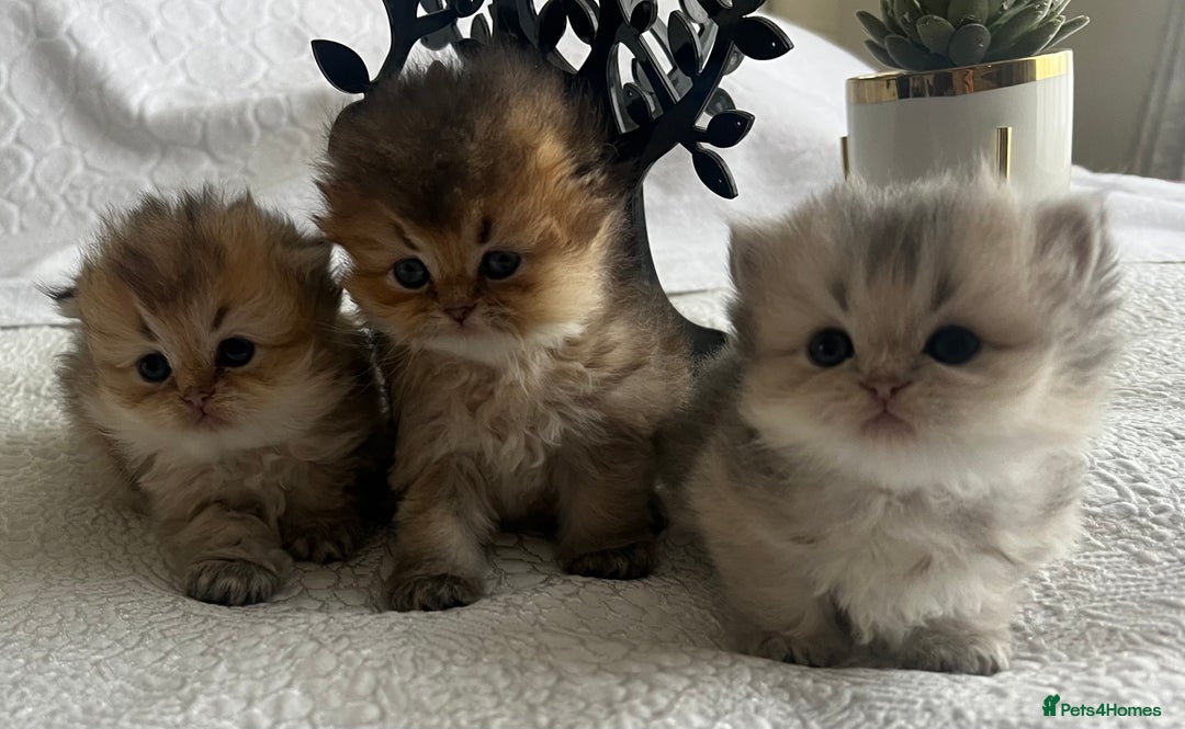 Scottish Fold cats for sale: Pedigree cutest SFLH kittens   - Image 1