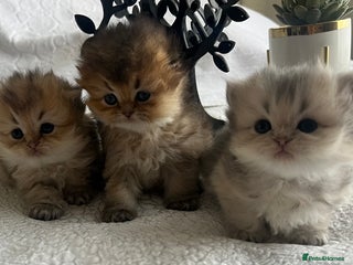 Scottish Fold cats for sale - Advert 1