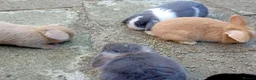 Mini Lop rabbits for sale: Gorgeous baby mini lops  - Advert 7