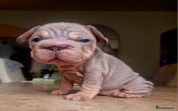 French Bulldog dogs for sale: Beautiful French bulldogs - Image 21
