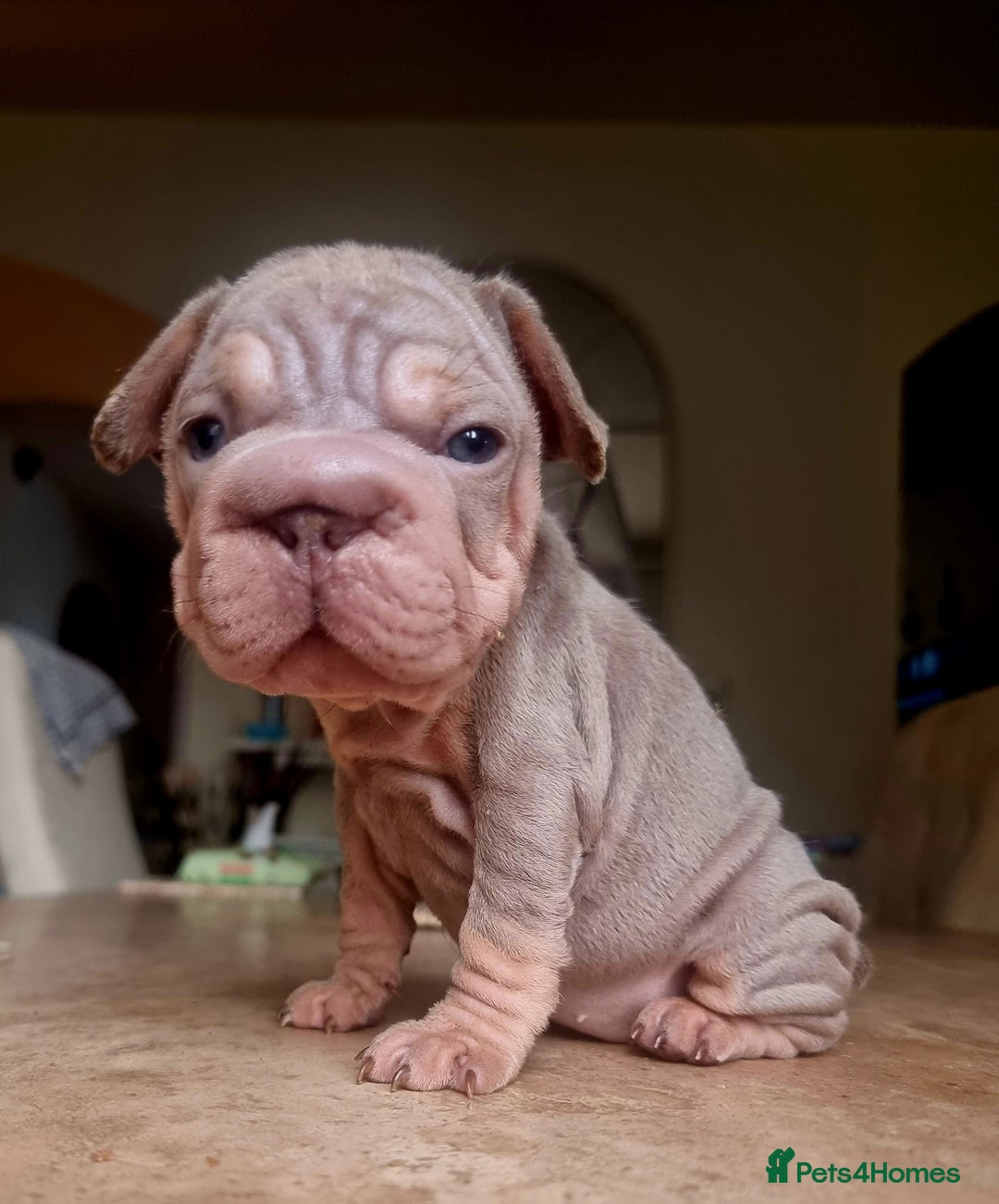 French Bulldog dogs for sale: Beautiful French bulldogs - Image 21