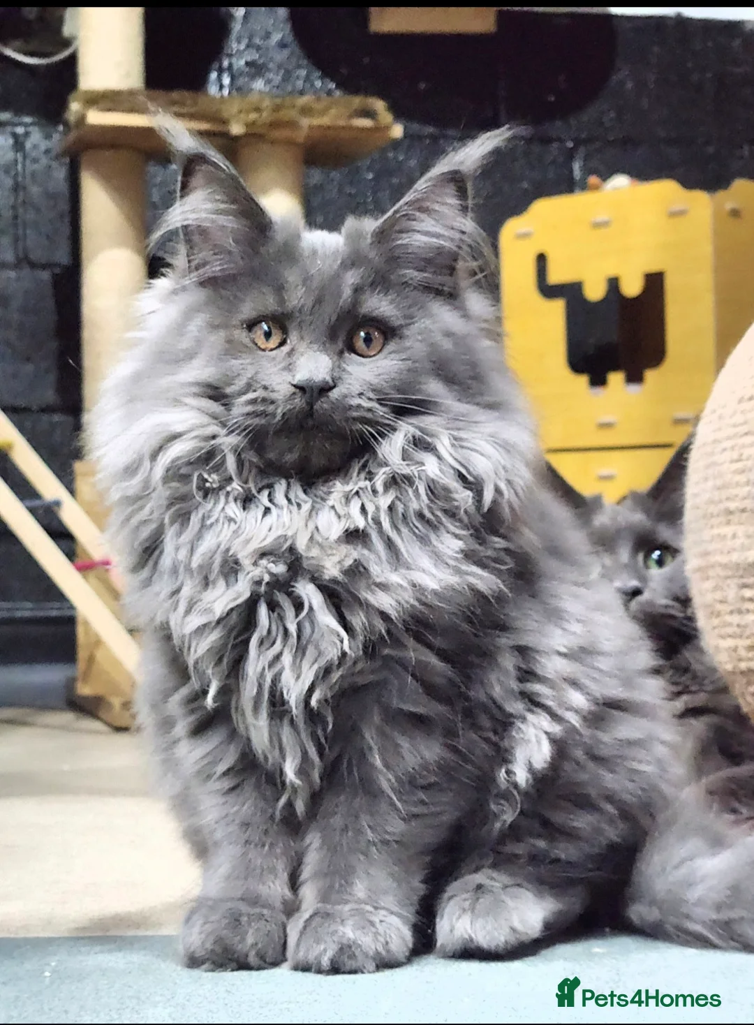 Maine Coon cats for sale: Beautiful gccf pet registered babies  - Advert 2