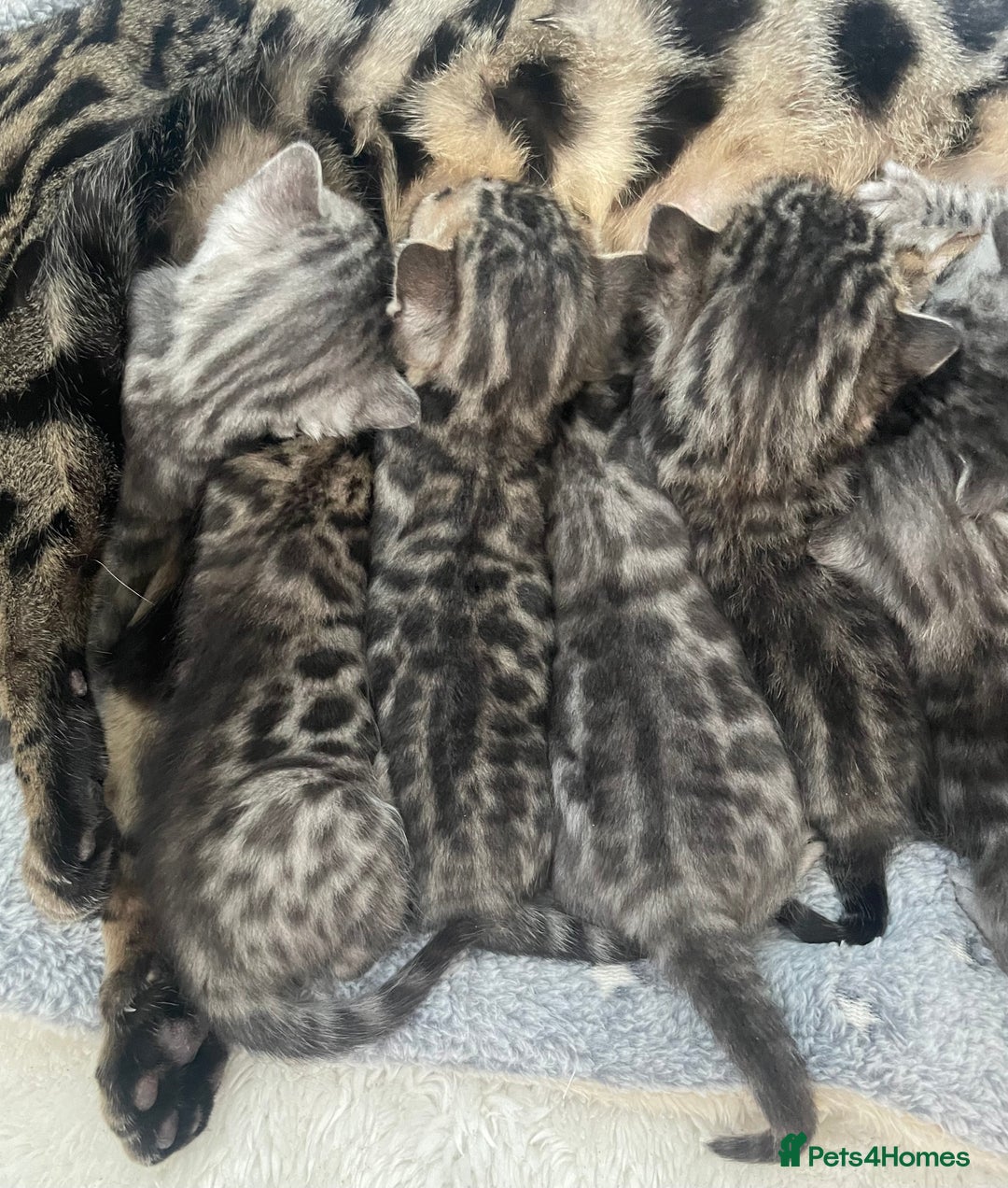 Bengal cats for sale: Incredibly beautiful Bengals kittens TICA  - Advert 18