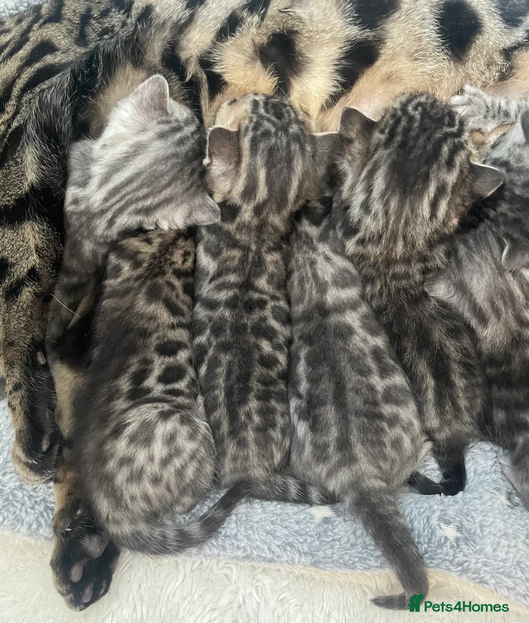 Bengal cats for sale: Incredibly beautiful Bengals kittens TICA  - Advert 17