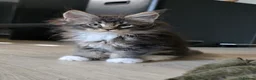 Maine Coon cats for sale: Pure Breed Mainecoon Therapy Kittens - Advert 38