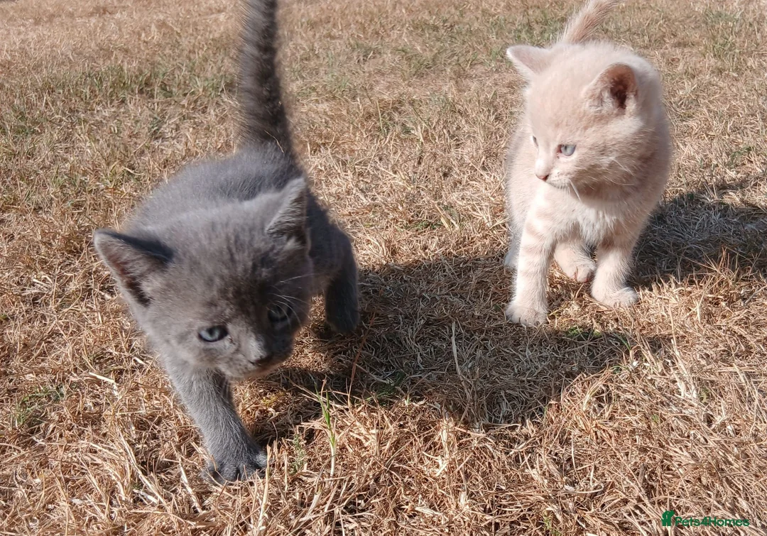 Mixed Breed cats for sale: 6 adorable tortoise shell kittens - Advert 10