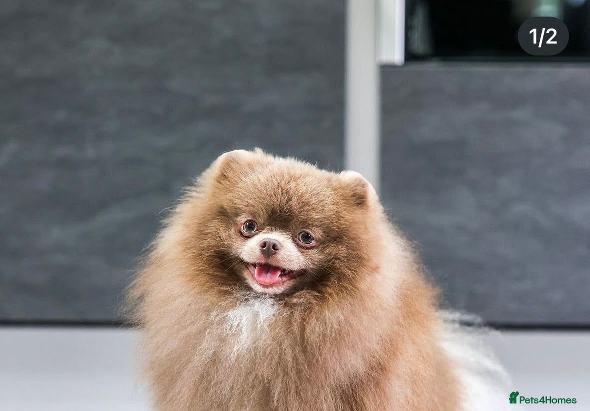 Pomeranian dogs Remi  - Advert 1