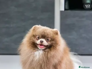 Pomeranian dogs Remi - Advert 1