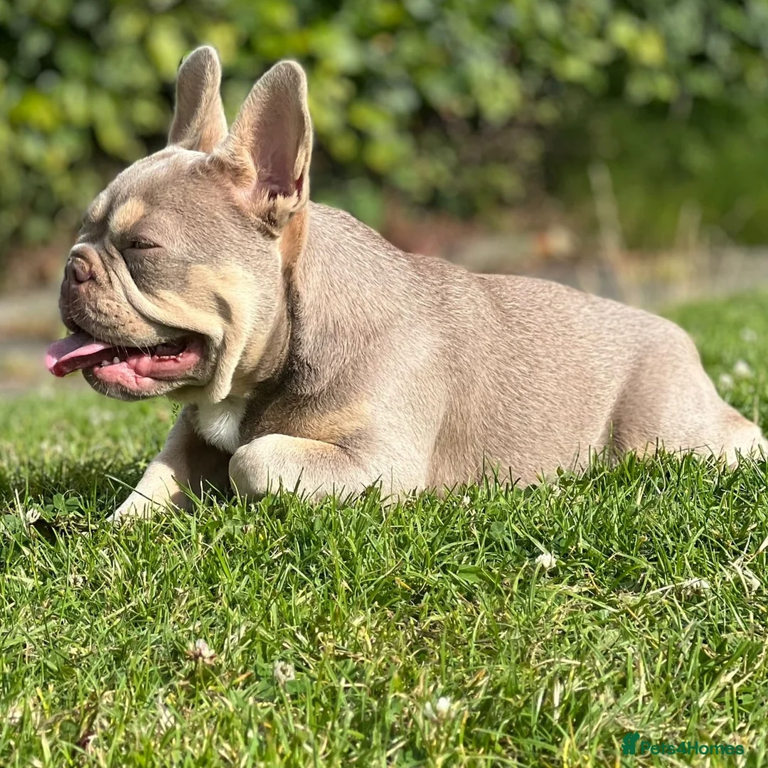 French Bulldog dogs for stud: NEW SHADE ISABELLA AND TAN CARRYING FLUFFY BABA C  in Manchester - Advert 2