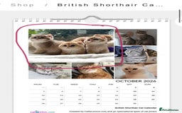 British Shorthair cats for sale: GCCF Reg Show quality & Champion line Goldens - Image 15