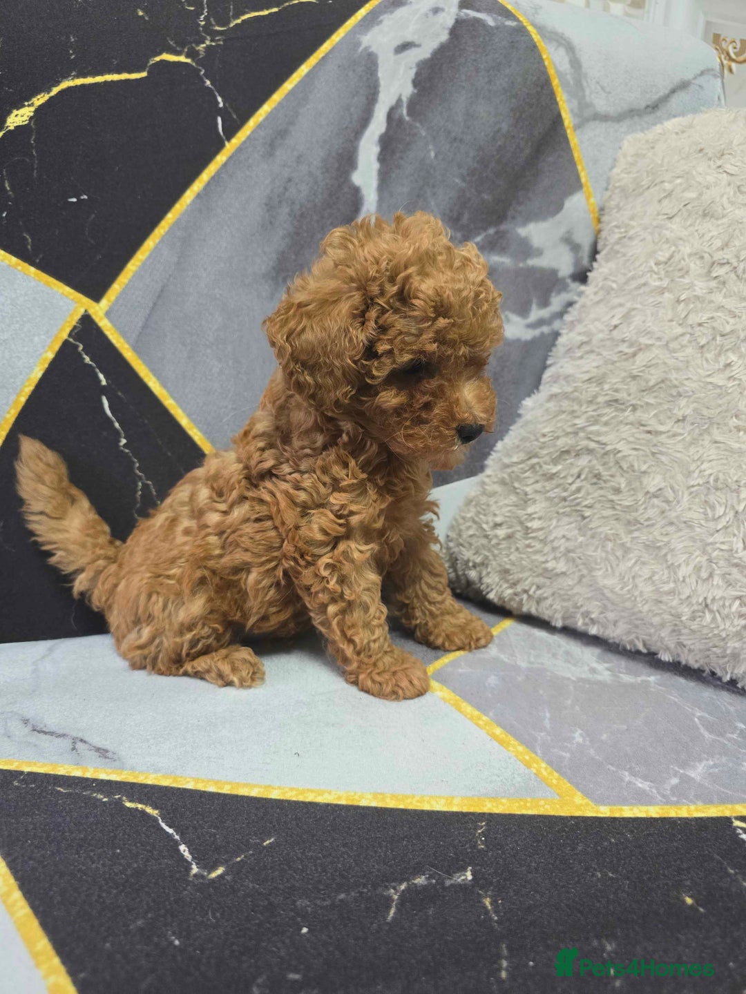 Toy Poodle dogs for sale: 3 Stuninngly cute red toy poodle puppies - Advert 6