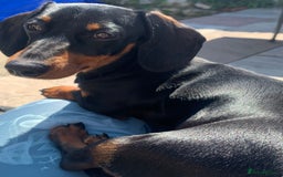 Miniature Dachshund dogs for sale: Tiny girl  - Image 2