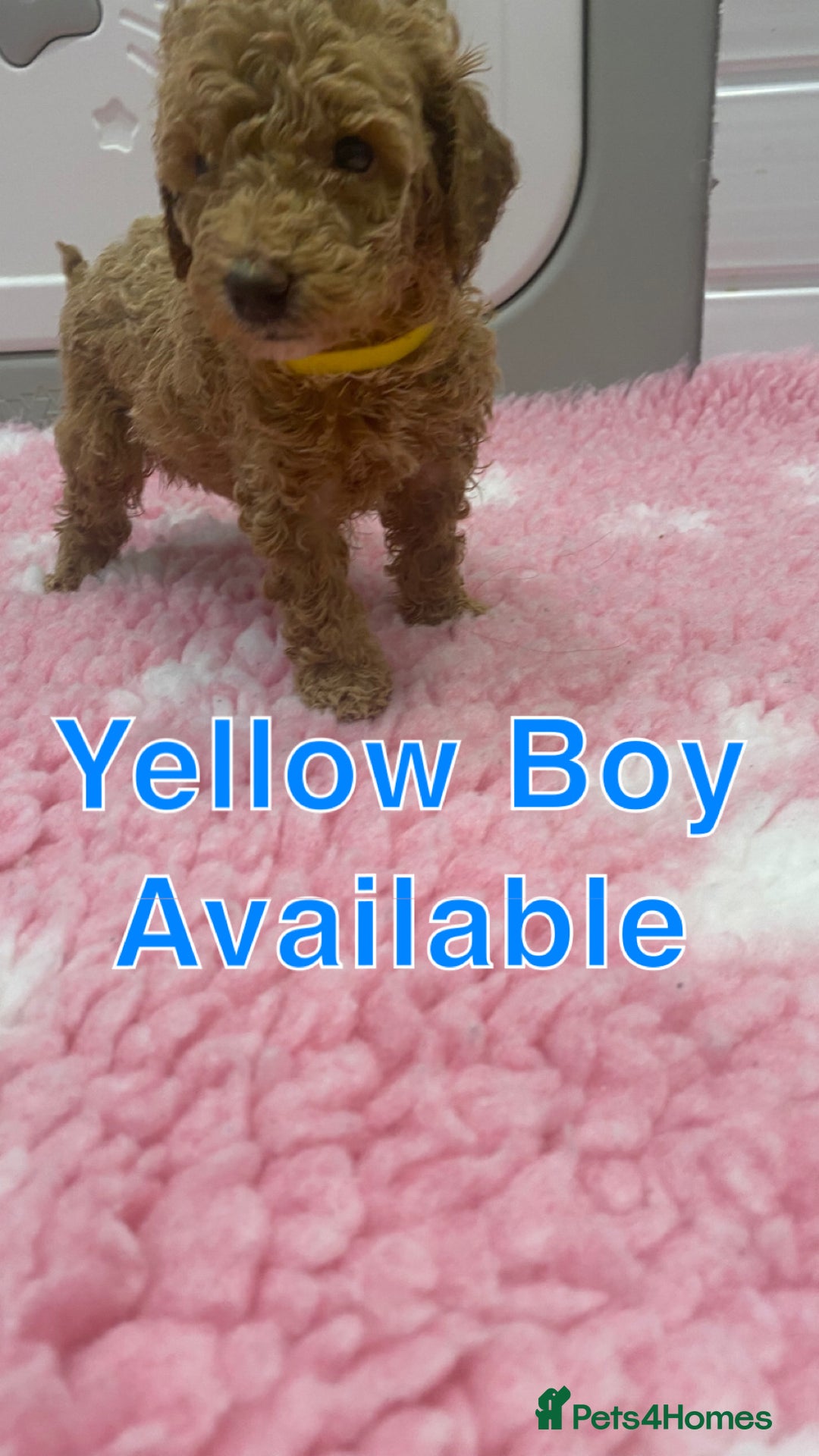 Labradoodle dogs for sale: Multi- Generation Toy/Mini parti Labradoodles   - Advert 36