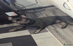 French Bulldog dogs for sale: Male Frenchie 13 months old  - Image 5