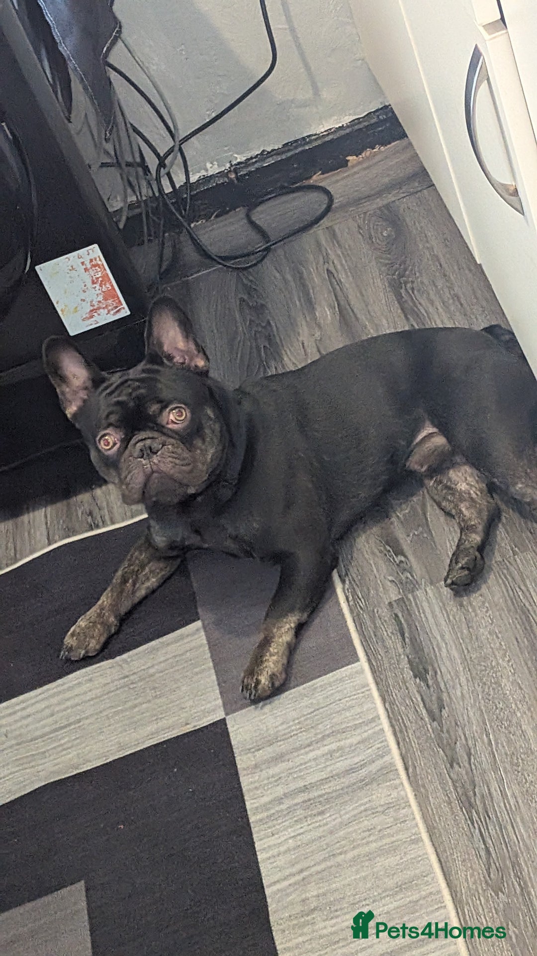 French Bulldog dogs for sale: Male Frenchie 13 months old  - Image 5