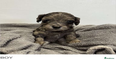 Cockapoo dogs - Advert 4