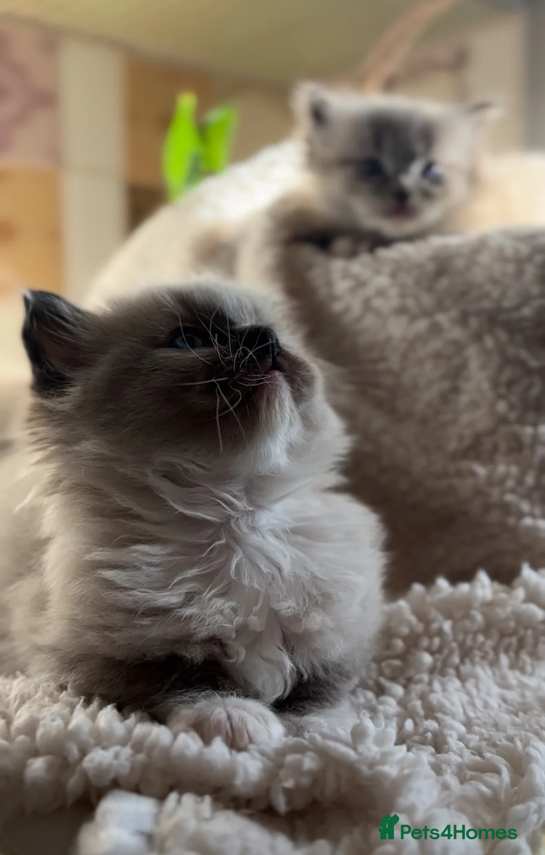 Ragdoll cats for sale: 🌟TICA🌟Champion Ragdoll🏆🏆🏆 in London - Advert 4