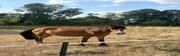 Welsh Section C horses for sale: project pony  - Advert 3