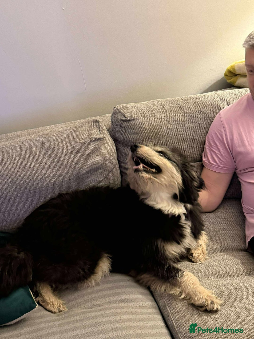 Mixed Breed dogs for adoption: Naty looking for her forever home!  - Advert 4