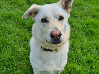 Mixed Breed dogs in London - Advert 3