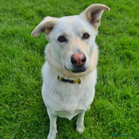 Mixed Breed dogs Blue (Husky/Shepherd mix) in London - Advert 11