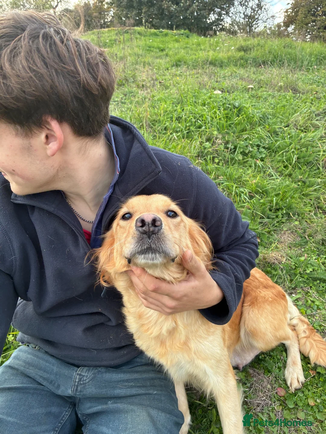 Golden Retriever dogs for sale: Red golden retrievers  in Doncaster - Advert 16