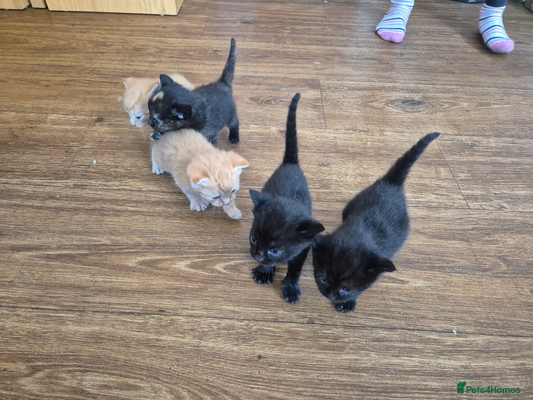 Domestic Shorthair cats for sale: 5 kittens - Image 5