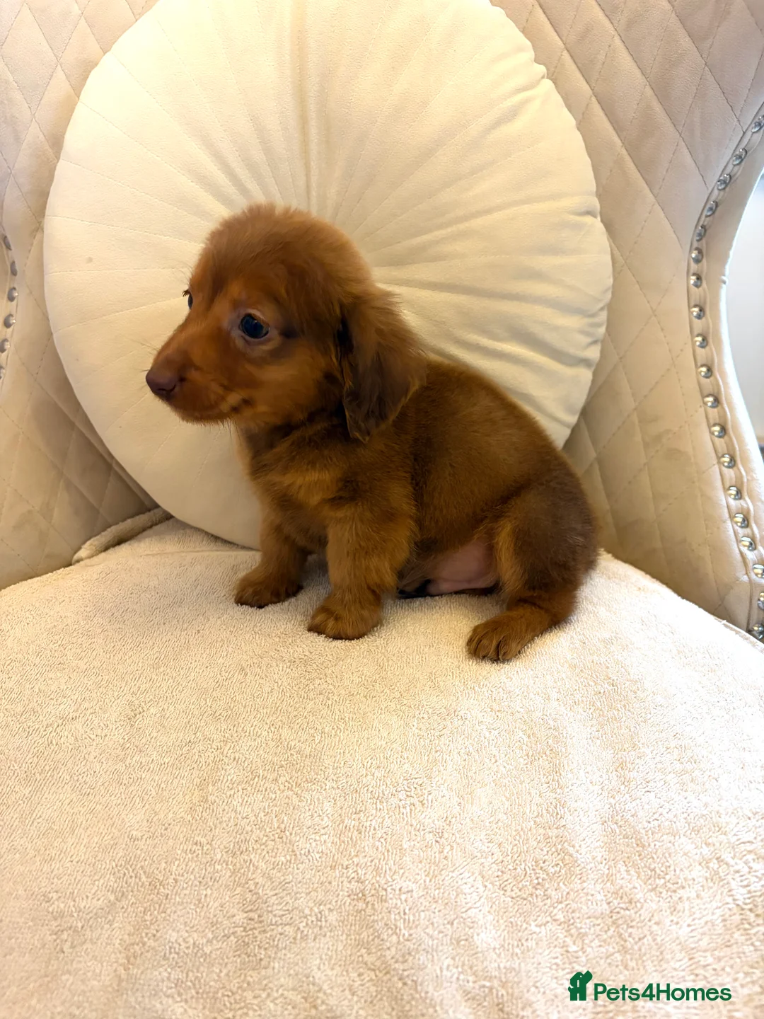 Miniature Dachshund dogs for sale: Dachshund puppy only 1 Boy still available  - Advert 11