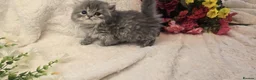 Persian cats for sale: Beautiful Persian babies ready now   - Advert 17