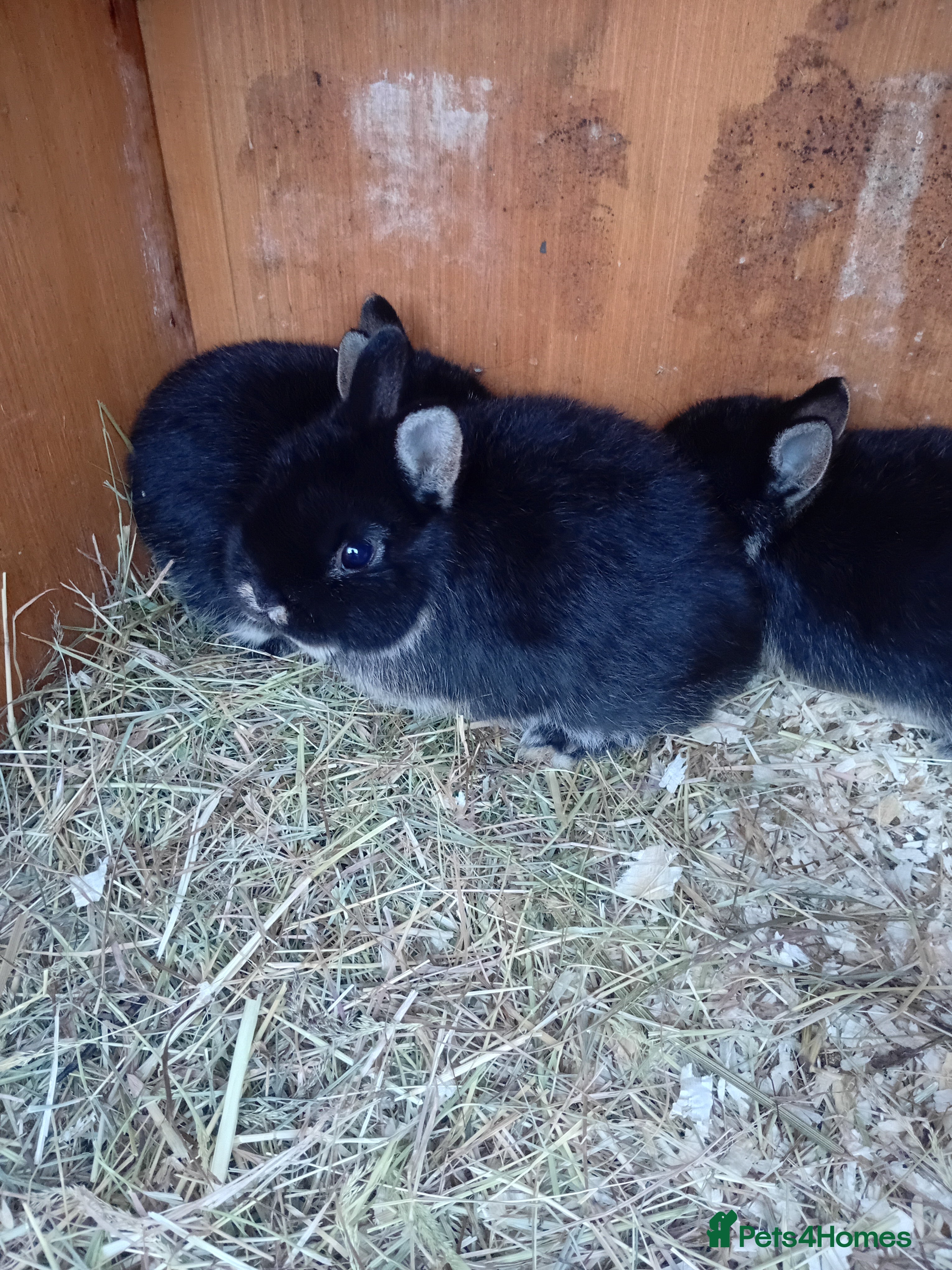 Netherland Dwarf rabbits Netherland dwarf rabbits  - Advert 4