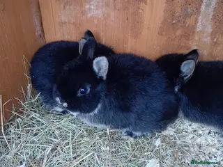 Netherland Dwarf rabbits Netherland dwarf rabbits - Advert 4