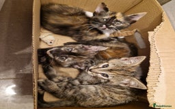 Mixed Breed cats for sale: Adorable Kittens Ready for Their New Homes! 🐾 - Image 6