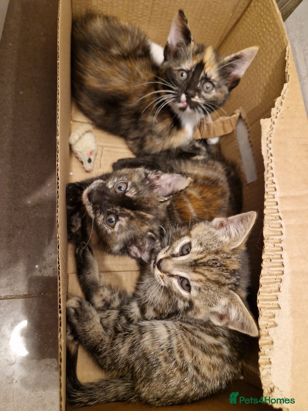 Mixed Breed cats for sale: Adorable Kittens Ready for Their New Homes! 🐾 - Image 6