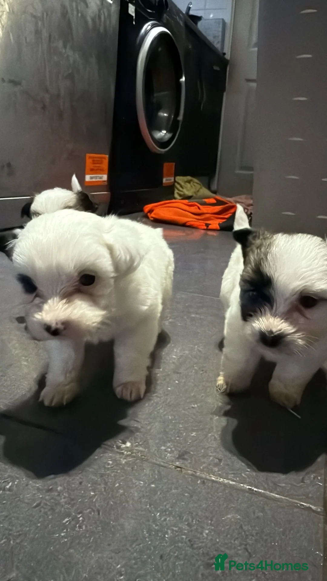 Morkie dogs for sale: 3 beautiful morkies looking for forever home  - Advert 6