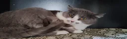 Mixed Breed cats for adoption: Marble, 6 months approx. Available for adoption. in Brixham - Advert 4