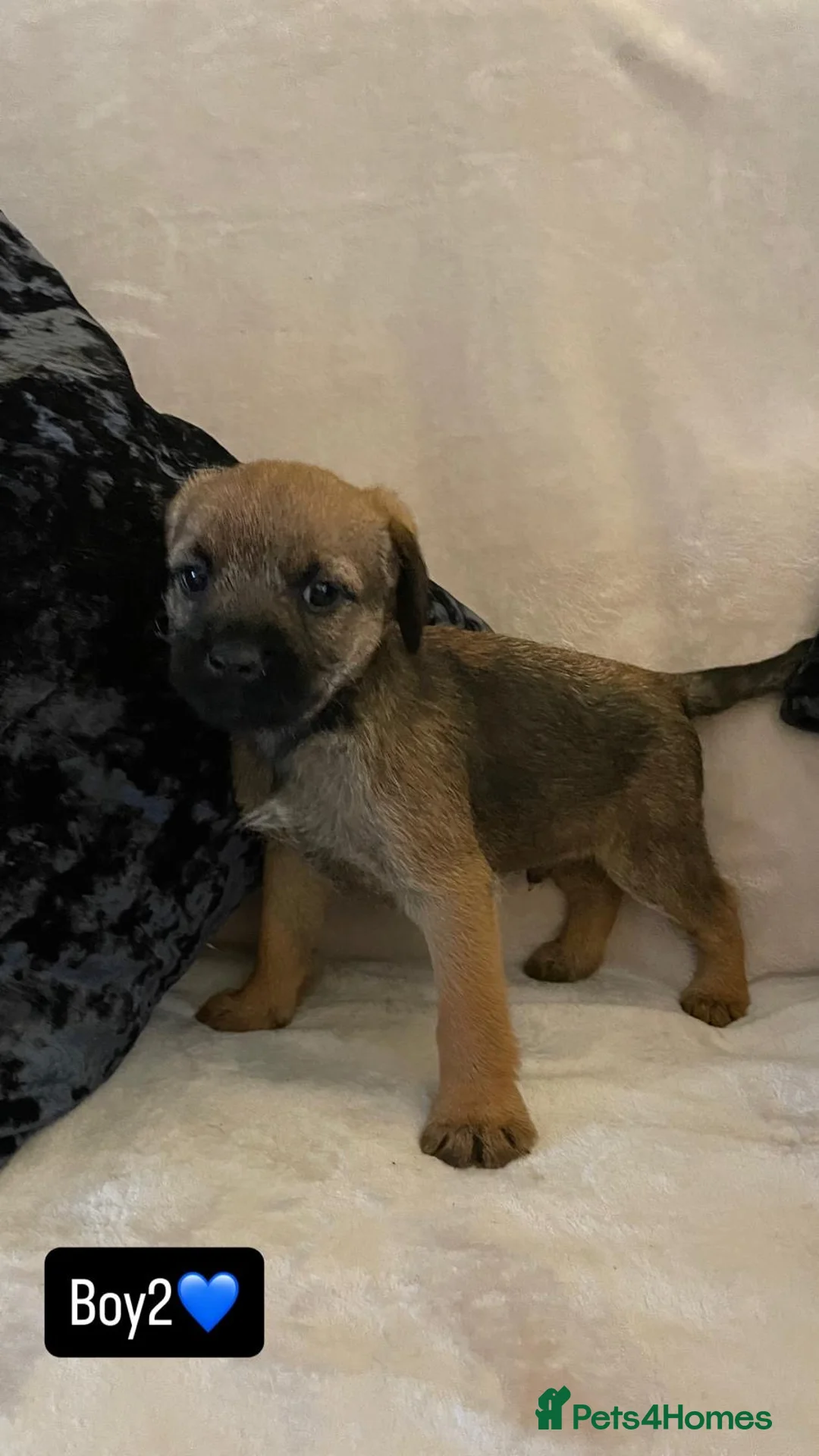 Border Terrier dogs for sale: Border terrier puppies - Advert 4