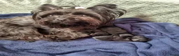 Yorkshire Terrier dogs for sale: Yorkshire terrier puppies in Bolton - Advert 18