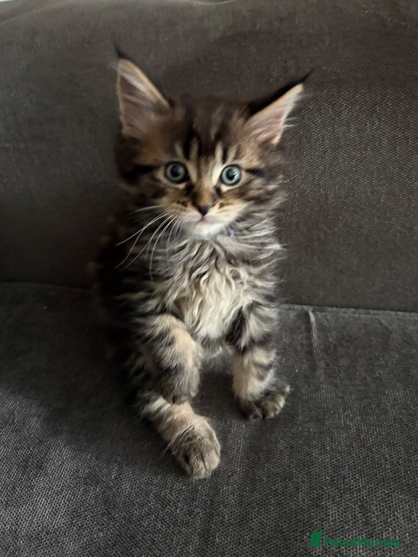 Maine Coon cats Maine coon kittens  - Advert 2