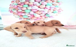Miniature Dachshund dogs for sale: MINI CREAM DACHSHUND💥READY TO GO💥PRA CLEAR - Image 2